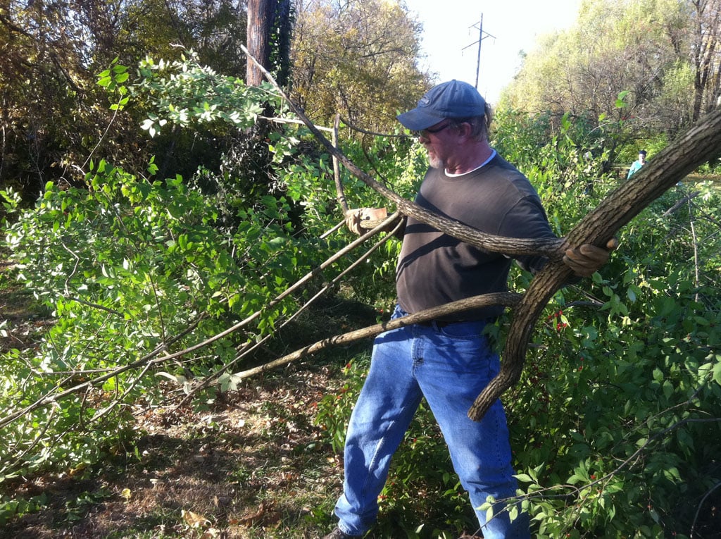Cutting Invasive Bush Honeysuckle